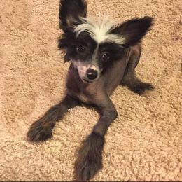 Chihuahua and Chinese Crested Puppies from Western Kentucky Chihuahua’s and Chinese Crested’s