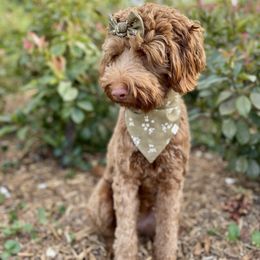 Australian Labradoodle and Labradoodle Puppies from Doodles_Ko