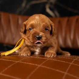 Bernedoodle, Cavapoo, Goldendoodle, and Poodle Puppies from Wasatch Pup