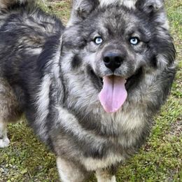 Siberian Huskies from The Husky Howls