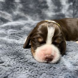 Caleb - Liver white and roan male English Springer Spaniel puppy in Battle Creek, Michigan from Eden Springer Spaniels