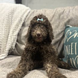 Poppi - Chocolate female Goldendoodle puppy in Arlington, Texas from Chambers Doodle Patch
