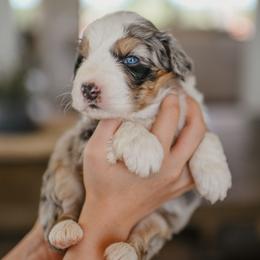 Rain (CL11) - Blue merle male Australian Shepherd puppy in Bertram, Texas from Sky to Haven Aussies