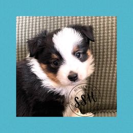 Miniature American Shepherd, Miniature Australian Shepherd, and Toy Australian Shepherd Puppies from Sunset Hill Mini & Toy Aussies
