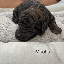 Mocha - Black female Poodle puppy in Flora, Illinois from Hanging Rock Poodles
