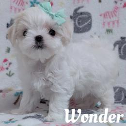 Maltese puppies from Bratpack Babydolls