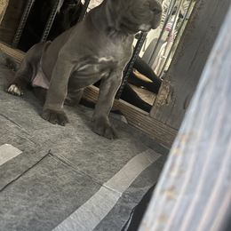Cane Corso Puppies from Steel Cane Corso