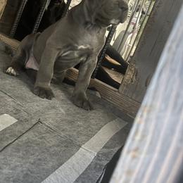 Cane Corso Puppies from Steel Cane Corso