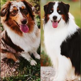 Australian Shepherd puppies from River Reign Australian Shepherds