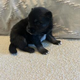 Pomsky Puppies from Pomsky Hills
