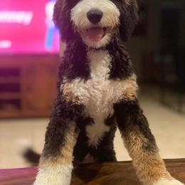 Bernedoodle All Grown Up from Little Fur Friends Bernedoodles