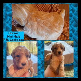 Cockapoo, Cocker Spaniel, and Poodle Puppies from MoonShine Babies Cockapoos and Poodles