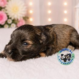 Gunner - Salt and pepper male Miniature Schnauzer puppy in Magalia, California from NorCal Schnauzers