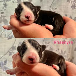 Rhaenyra - Black and white female Border Collie puppy in Santa Cruz, California from Von Guadachi German Shepherds & Audacity Border Collies