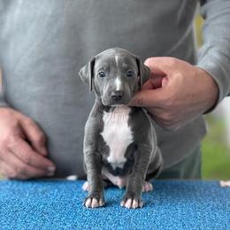 Boy 1 - Blue male Italian Greyhound puppy in Sugar Valley, Georgia from Pinnacle Farm and Kennel