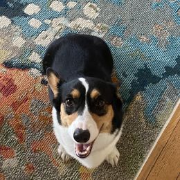 Pembroke Welsh Corgi puppies from 10 Mile Creek Farms