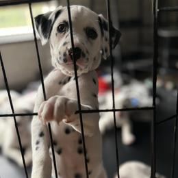Ruby - White and black female Dalmatian puppy in Hastings, Florida from Love My Spotty Dalmatians