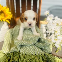 Pepper jack - Blenheim male Cavalier King Charles Spaniel puppy in Bellevue, Michigan from Phoenix Farm