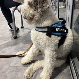 Lagotto Romagnolo Puppies from Tesoro Riccio