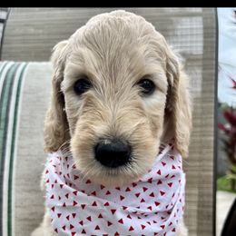 Boy 2 - Goldendoodle puppy in St. Lucie, Florida from A Doodle Life, LLC