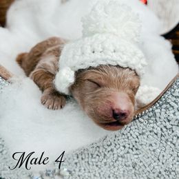 Male 4 - Apricot male Goldendoodle puppy in Otisville, Michigan from Danie’s Darling Doodles LLC