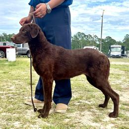 Chesapeake Bay Retrievers, Dachshunds, and Labrador Retrievers from Passport SS Dachshunds, Labrador Retrievers and 1 Chesapeake Bay Retriever