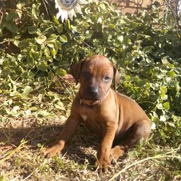 Charlie - Rd whtn blk nose male Rhodesian Ridgeback puppy in Carney, Oklahoma from River Run Parson Russell terriers & River Run Ridgebacks