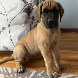 Donna - Fawn female Great Dane puppy in Indianola, Iowa from Bull West Kennels