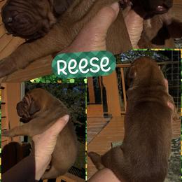Reece - Fawn female Great Dane puppy in Wellsville, New York from Prophecy Danes