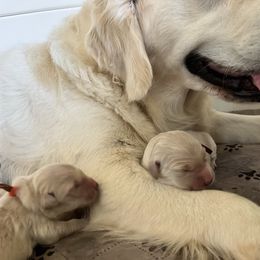 Girl 5 - Golden female Golden Retriever puppy in Gastonia, North Carolina from Crowders Creek Goldens