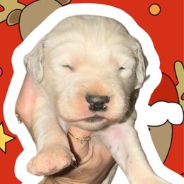 Mrs. Claus - White and black female Dalmatian puppy in Bremen, Georgia from Clark’s Dalmatians