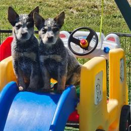 Australian Cattle Dog Puppies from TLC Cattle dogs