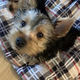 Yorkshire Terrier Puppies from YorkiStars