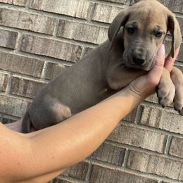 Purple Collar - Fawn female Great Dane puppy in Kimball, Michigan from Starlight Danes