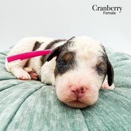 Cranberry - Merle female Bernedoodle puppy in Sunman, Indiana from Brunsman Country Doodles LLC