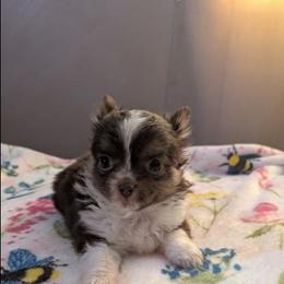 Noel - Chocolate and white female Chihuahua puppy in Amity, Pennsylvania from Baxters Chihuahuas