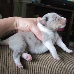 Shetland Sheepdog Puppies from Fancypants Shetland Sheepdogs