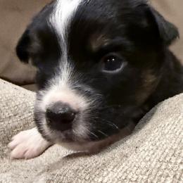 Poppy - Black tri female Miniature Australian Shepherd puppy in Romney, West Virginia from South Branch Mini Aussies