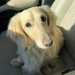 Poncho - Dachshund