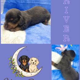 River Blue-Tan Female - Blue and tan female Dachshund puppy in Tecumseh, Oklahoma from MoonBerry Miniature Dachshunds