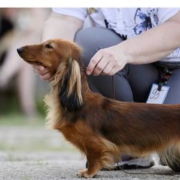 Poppy - Dachshund