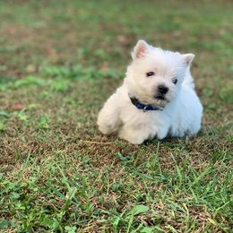 West Highland White Terrier Puppies from Westies of Morrison