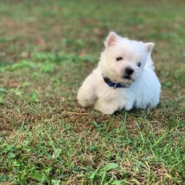 West Highland White Terrier Puppies from Westies of Morrison