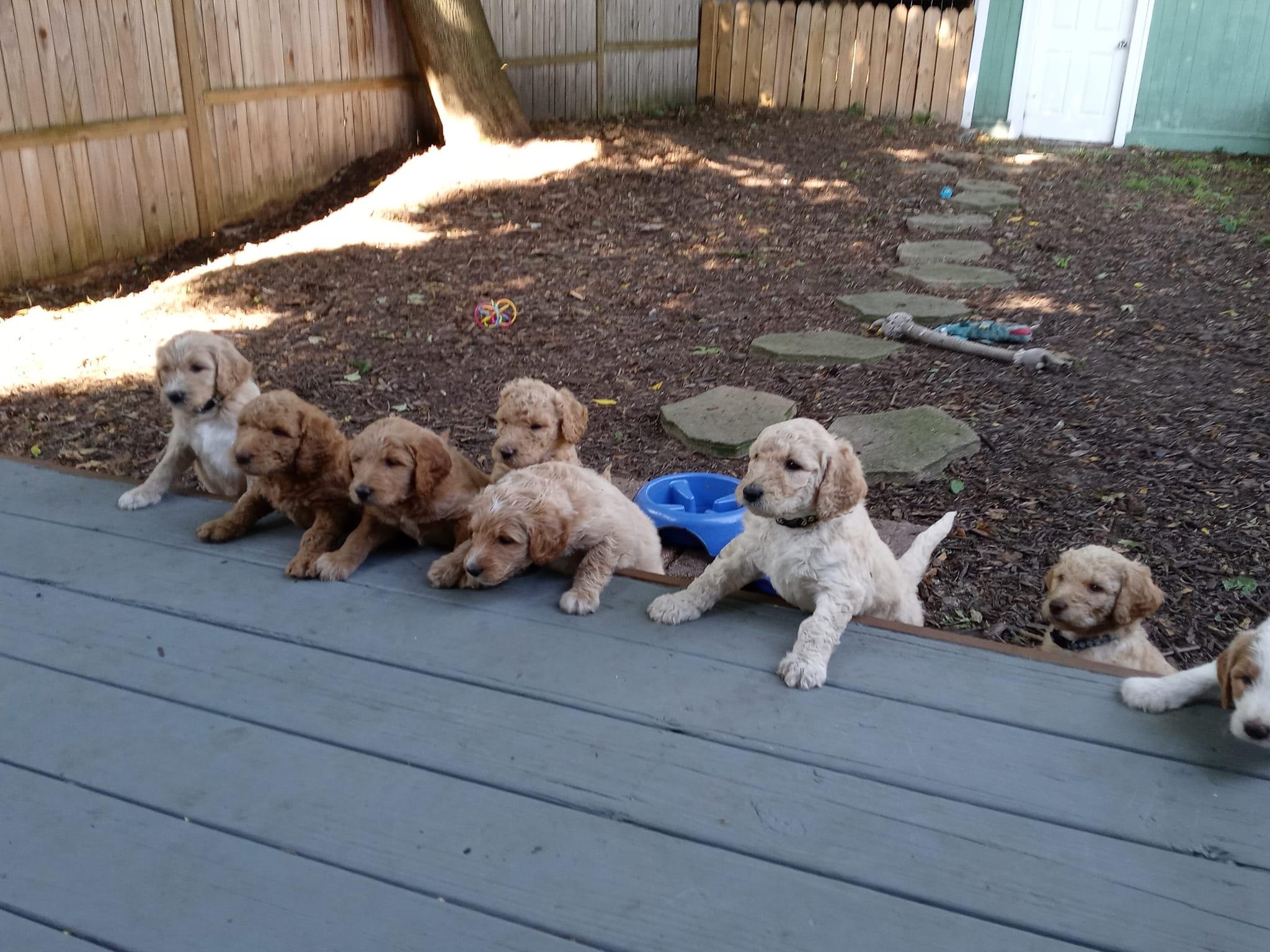 ABBEY ROAD GOLDENDOODLES in Michigan Goldendoodle puppies Good Dog