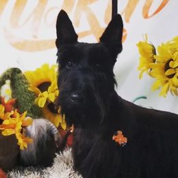 Abbie - Scottish Terrier