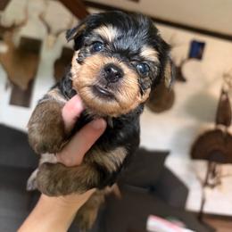 Traditional Boy 1 - Black and tan male Yorkshire Terrier puppy in Gilbertown, Alabama from Sasha's Yorkie Babes