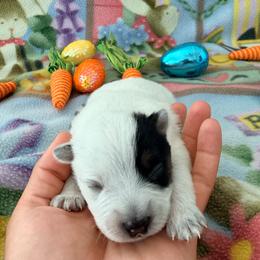Atlas - Blue male Australian Cattle Dog puppy in Clovis, California from Miller Australian Cattle Dogs