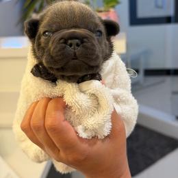 Salami - Blue male French Bulldog puppy in San Diego, California from California Dream Frenchies