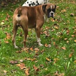 Chaz - Boxer