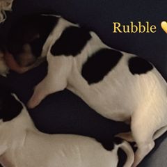 Rubble - Tri-color Cavachon puppy in Charlestown, Indiana from Nuni Pups